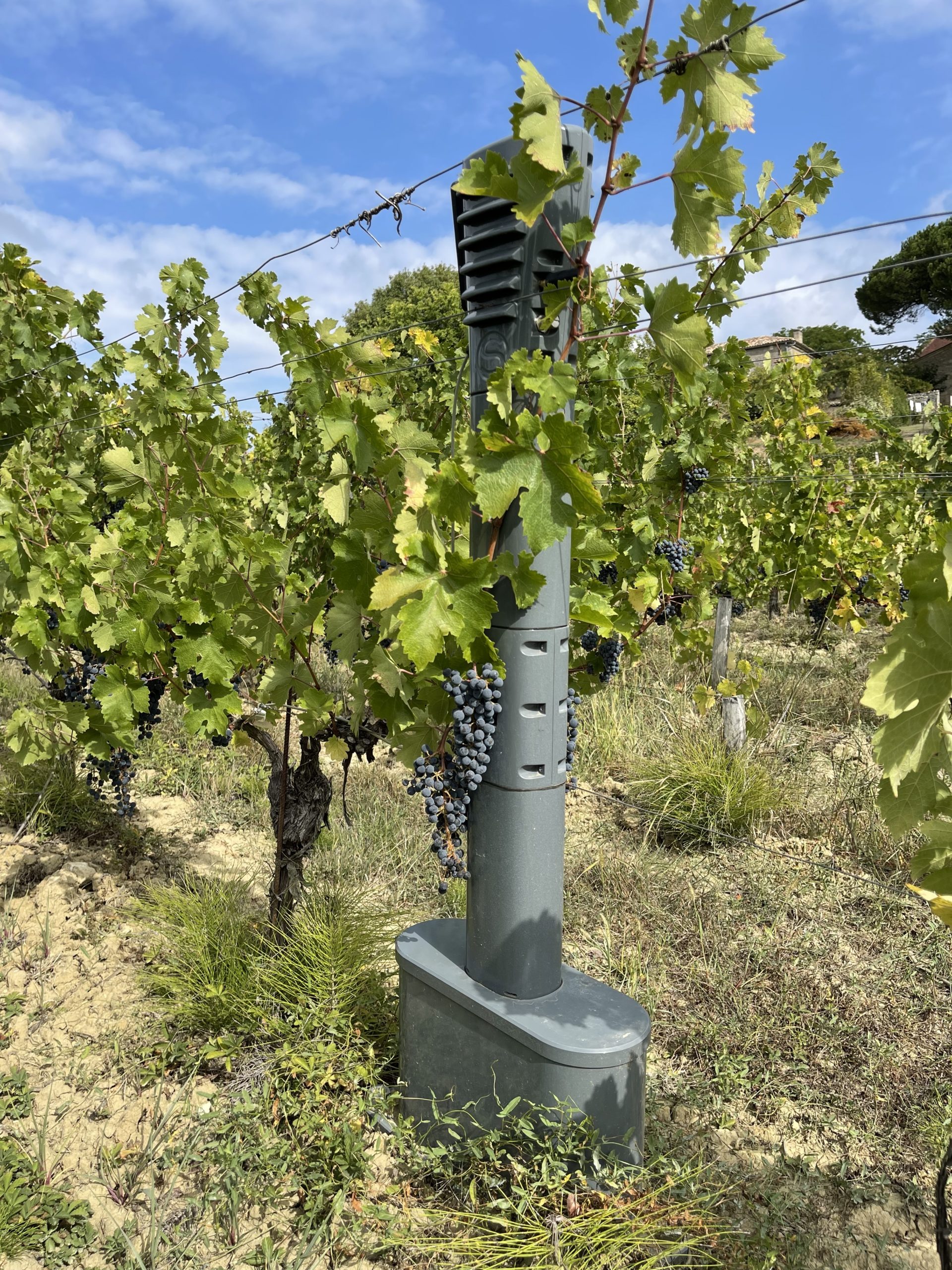 Sentinelle Vignes au Château Clos de Boüard